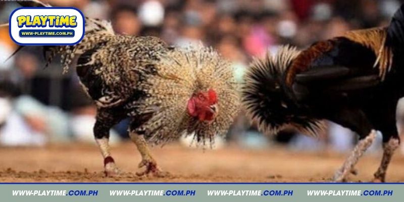 Exploring the premier Top 5 sabong derbies in the Philippines