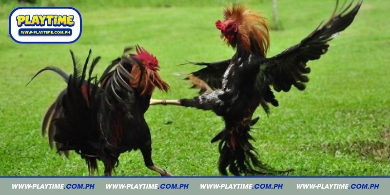 Hackfight Sabong 2026 Guide for Online Betting and Tips