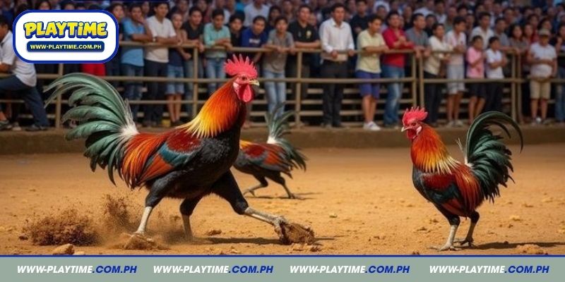 Mastering playtime cockfight betting for ultimate arena success