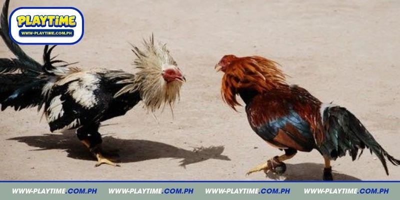 Understanding platform terms and active participation guidelines